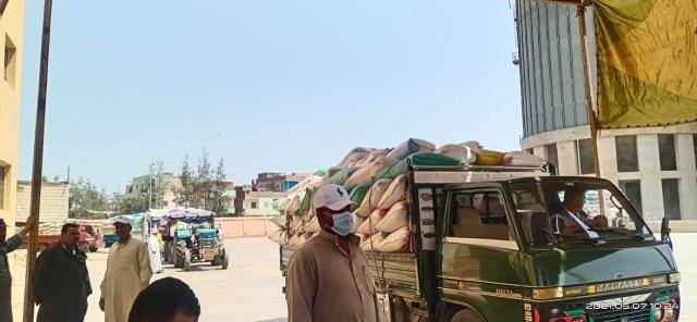 توريد القمح 