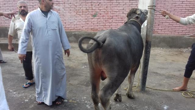 المواشي قبل ذبحها بالمجازر