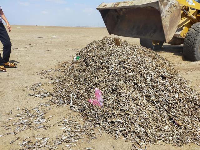 مناشر الأسماك