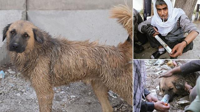 الهيروين للكلاب في أفغانستان