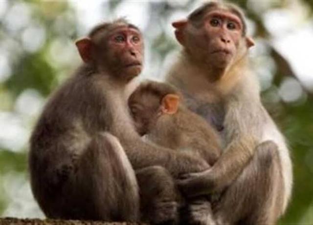 بعد انتشار اصاباته في بعض البلدان.. ما هو مرض جدري القرود؟