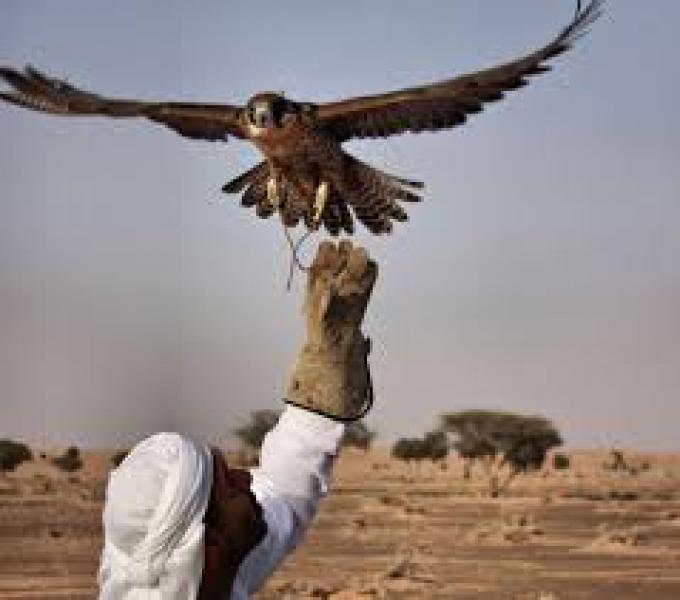 صيد الصقور